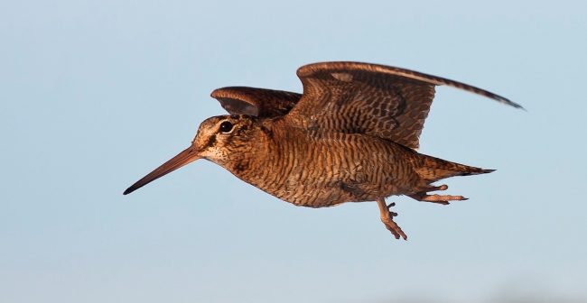 Woodcock