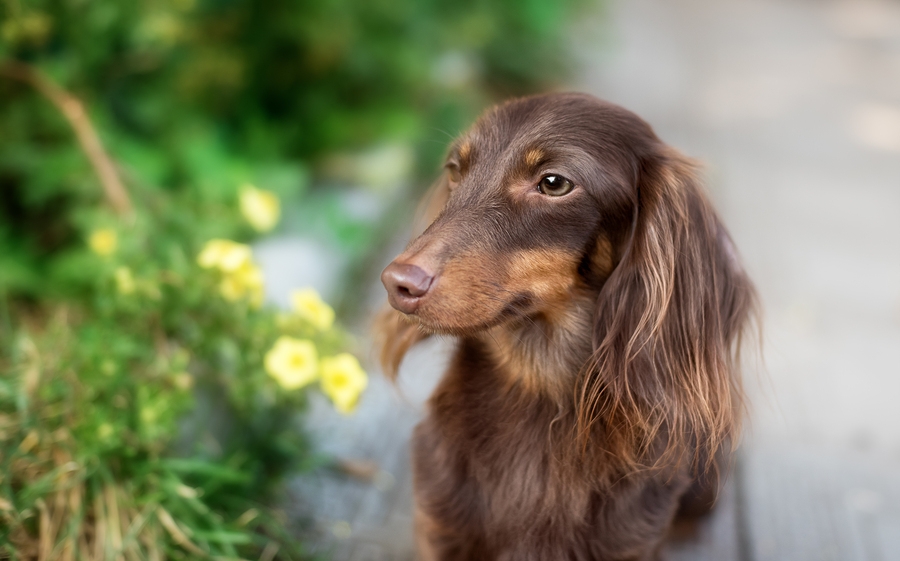 Recognition of Longhair and Miniature Dachshunds