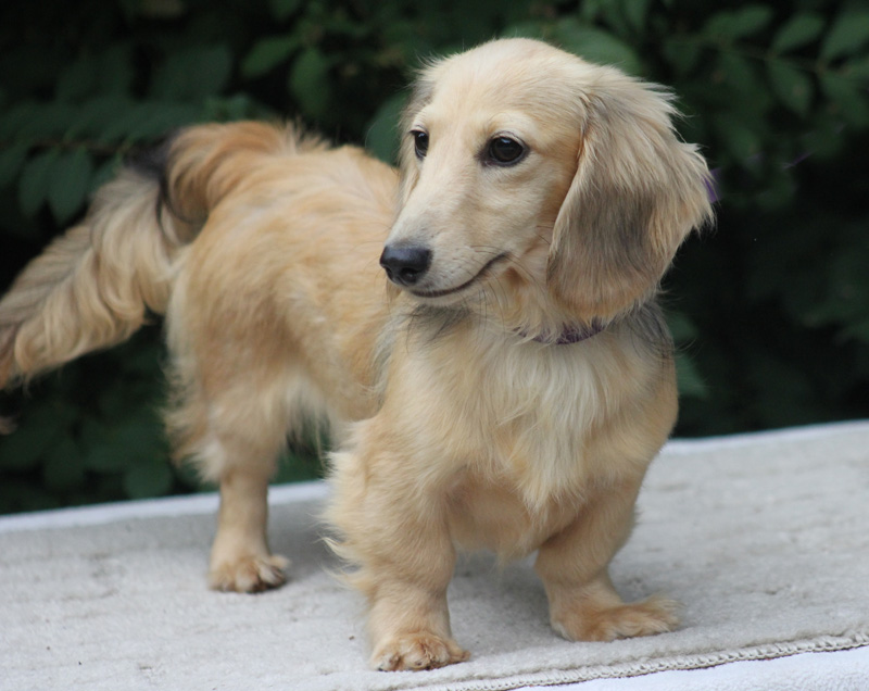 mini dachshund - photo