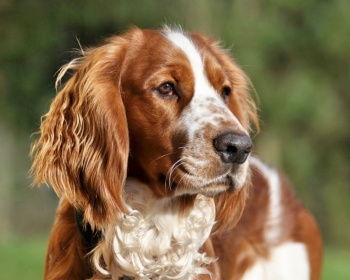 Welsh Springer Spaniel Welsh Springer Spaniel, Welsh Springer, Welsh Cocker Spaniel, Welsh Starter, Welshie