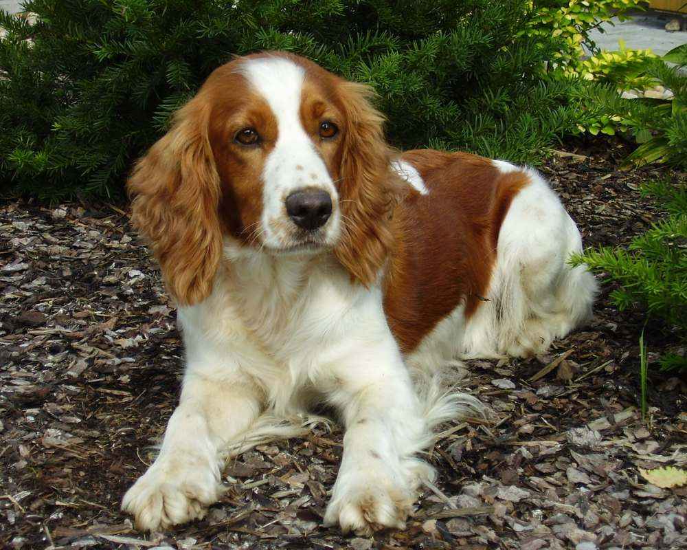 Welsh Springer Spaniel - photo