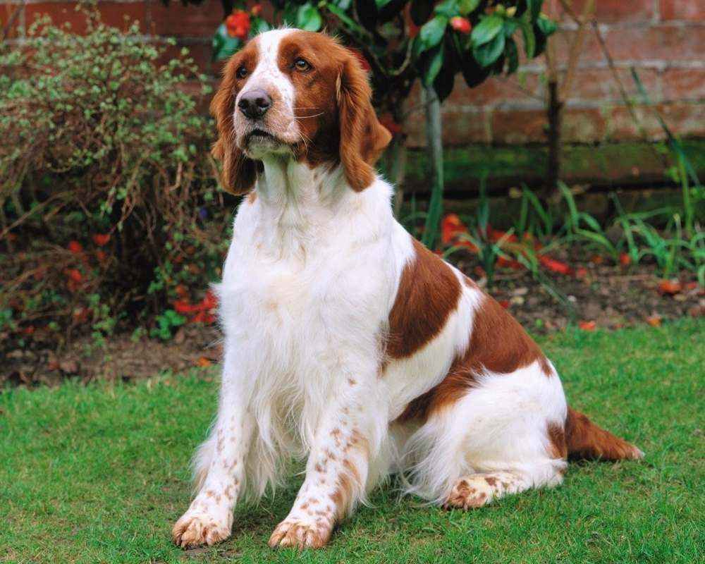 Welsh Springer Spaniel - photo