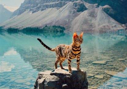 Bengal cat in nature