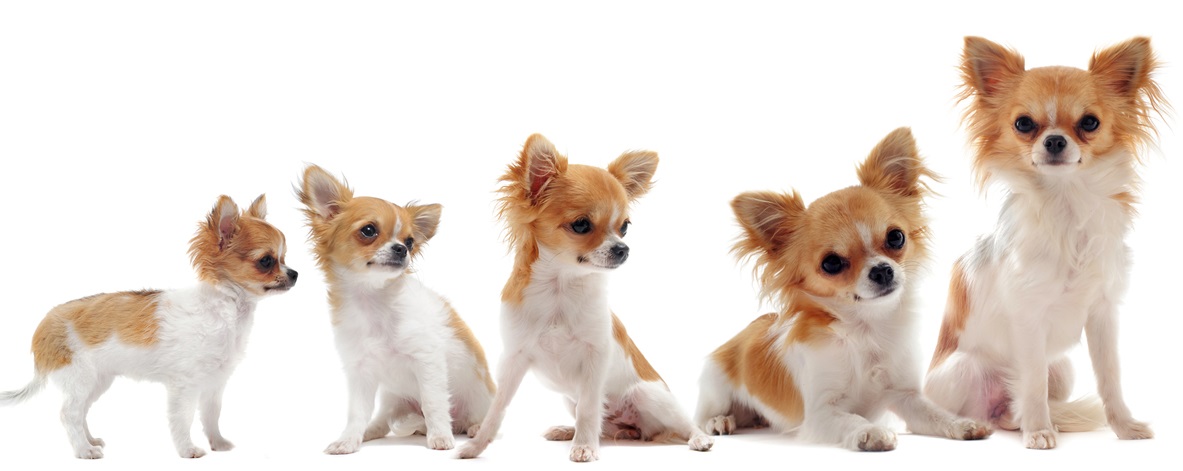 Chihuahua weight for months - puppies photo