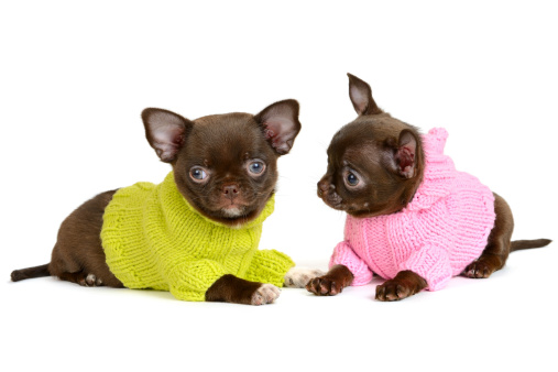 Chihuahua weight for months - puppies photo