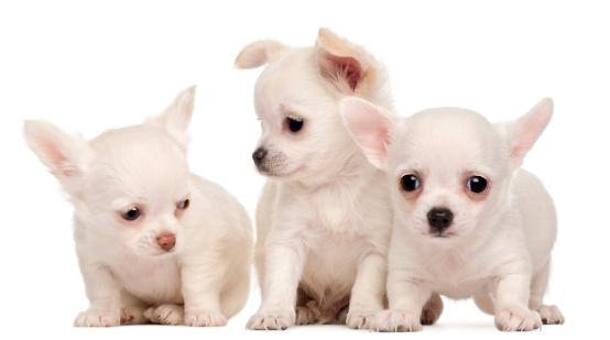 Chihuahua weight for months - puppies photo