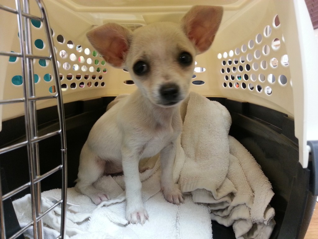 Chihuahua weight for months - puppies photo