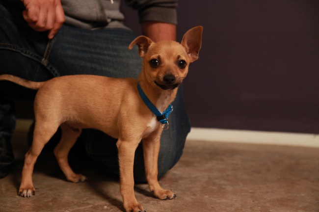 Chihuahua weight for months - puppies photo