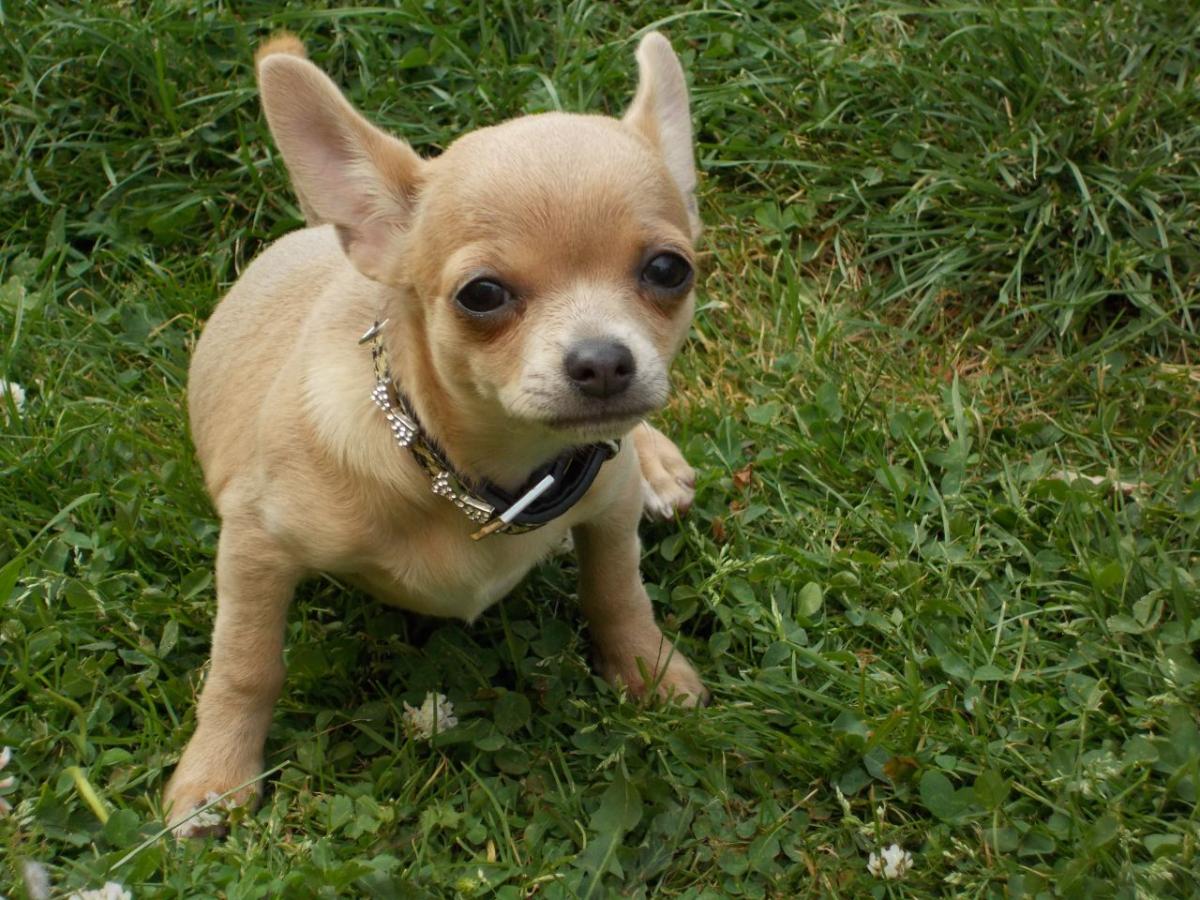 Chihuahua weight for months - puppies photo