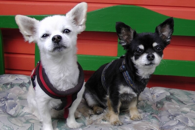 Chihuahua weight for months - puppies photo