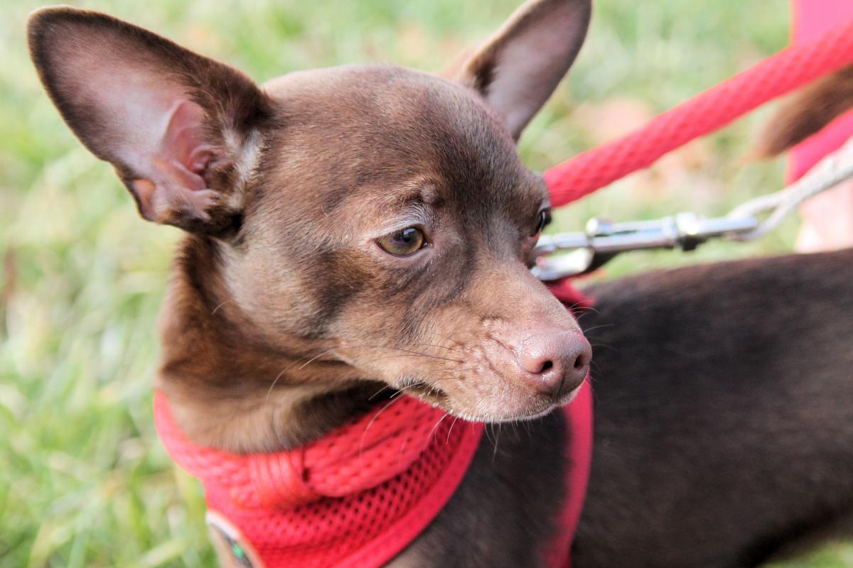 Chihuahua weight for months - puppies photo
