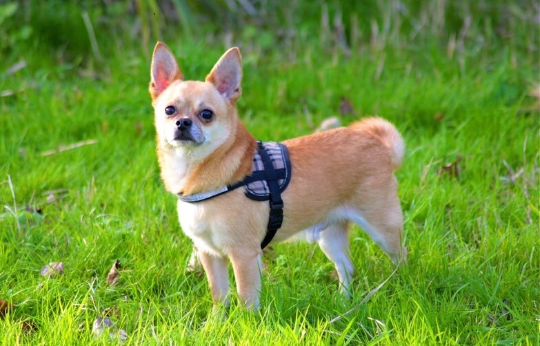 Chihuahua weight for months - puppies photo
