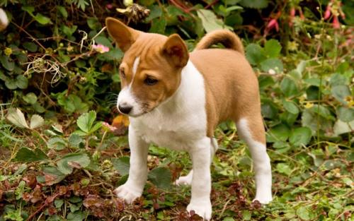 Basenji Weight and Height