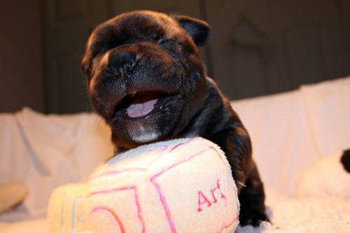 Weight and height of a French bulldog for months - photos of puppies