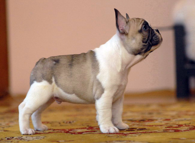 Weight and height of a French bulldog for months - photos of puppies