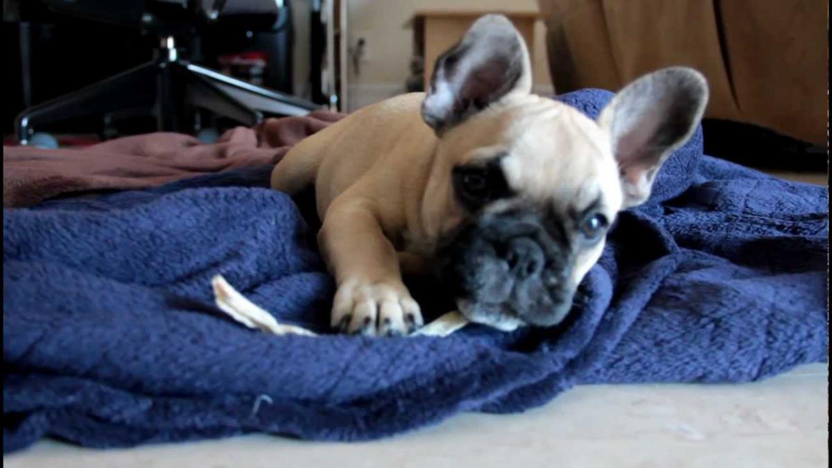 Weight and height of a French bulldog for months - photos of puppies