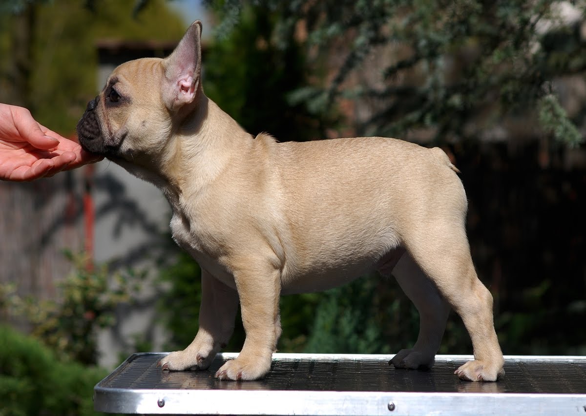 Weight and height of a French bulldog for months - photos of puppies