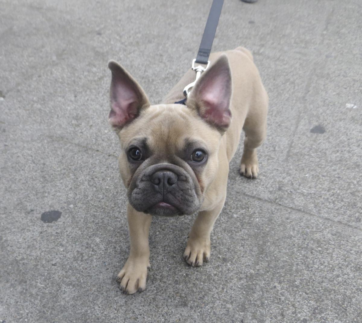 Weight and height of a French bulldog for months - photos of puppies