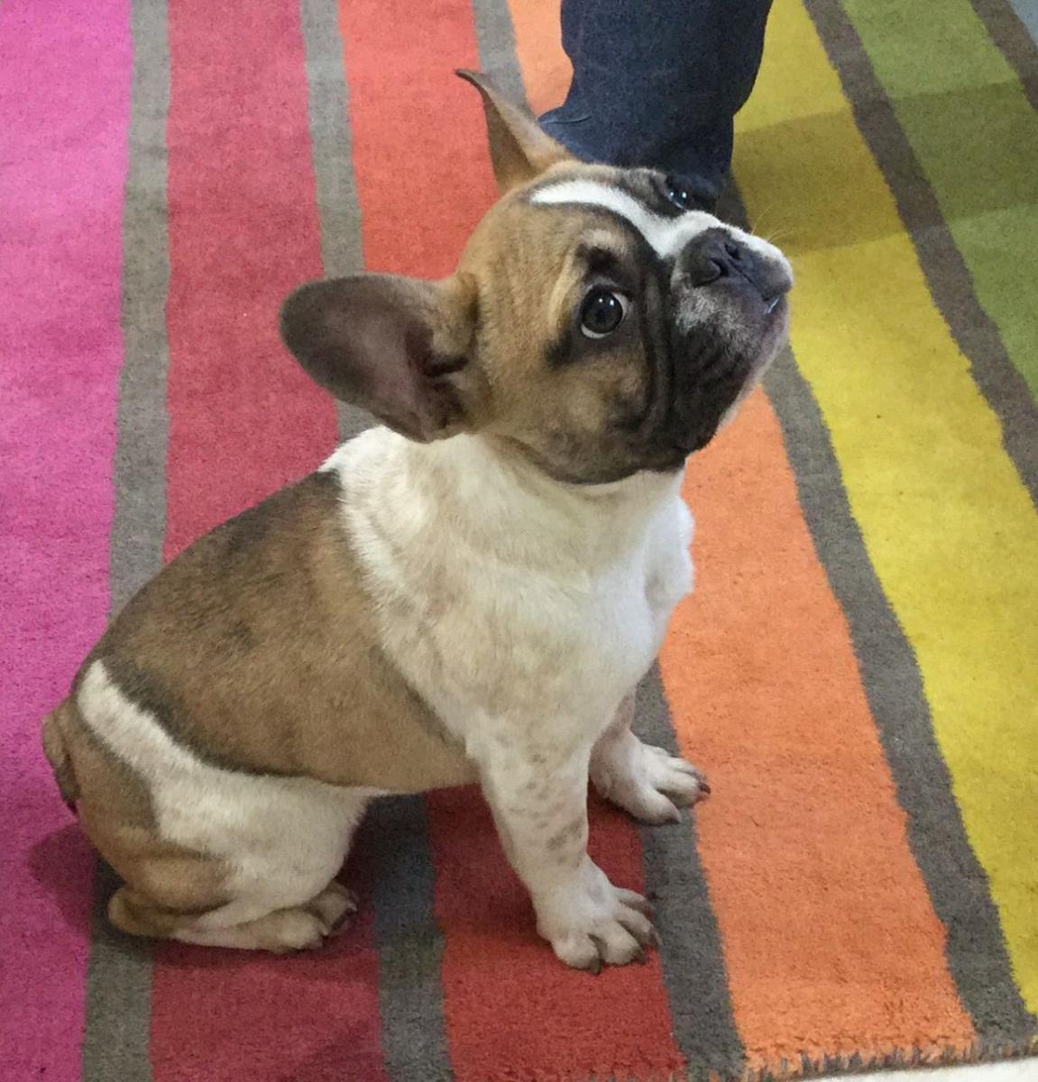Weight and height of a French bulldog for months - photos of puppies