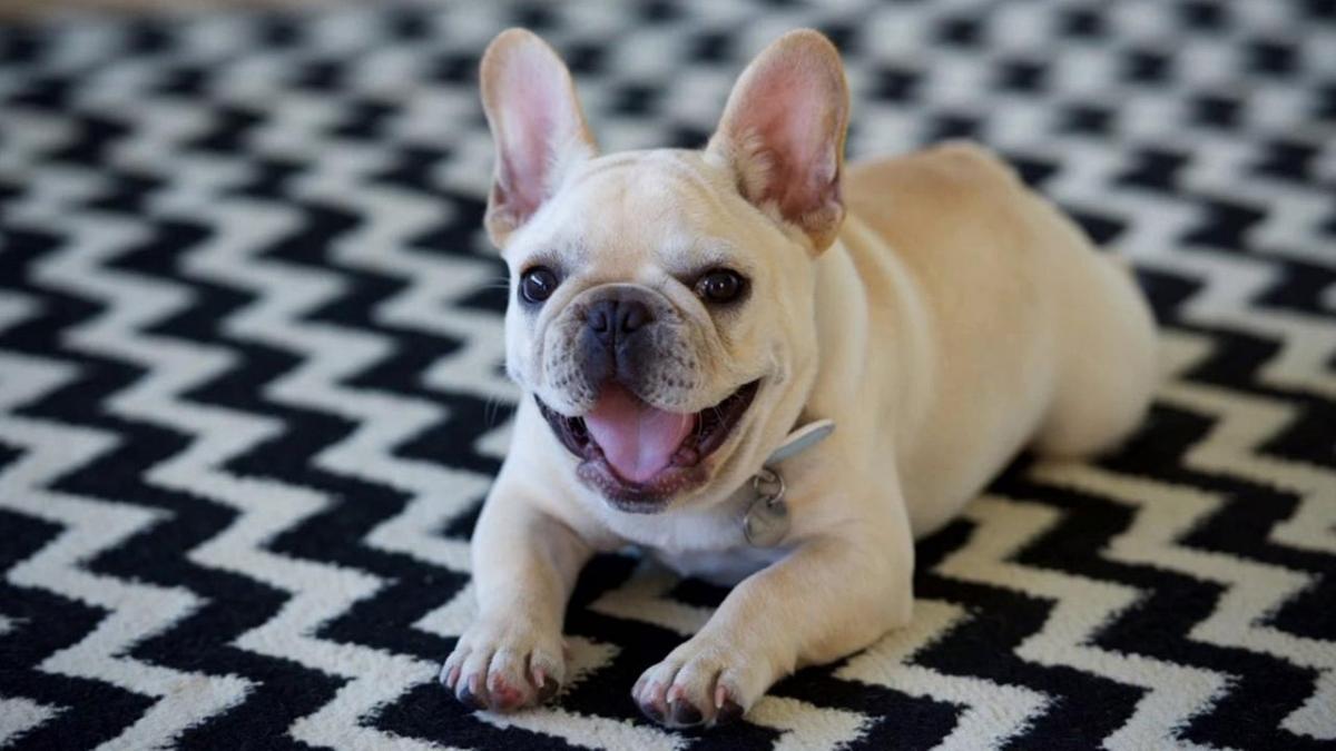 Weight and height of a French bulldog for months - photos of puppies