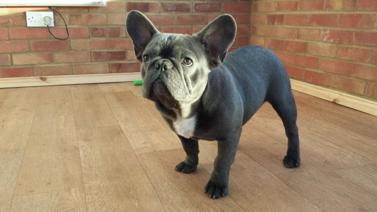 Weight and height of a French bulldog for months - photos of puppies