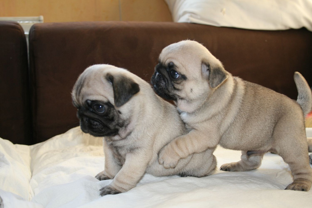 Pug weight and height for months - puppies photo