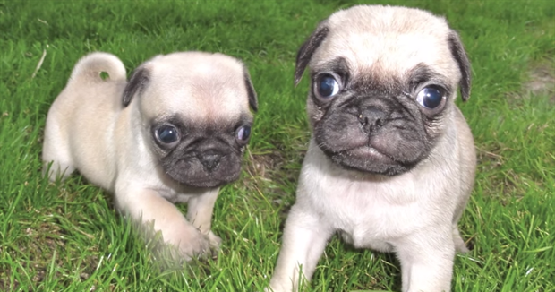 Pug weight and height for months - puppies photo