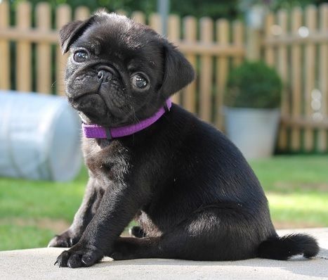 Pug weight and height for months - puppies photo