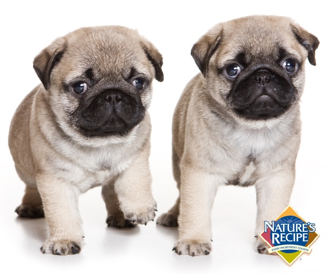 Pug weight and height for months - puppies photo