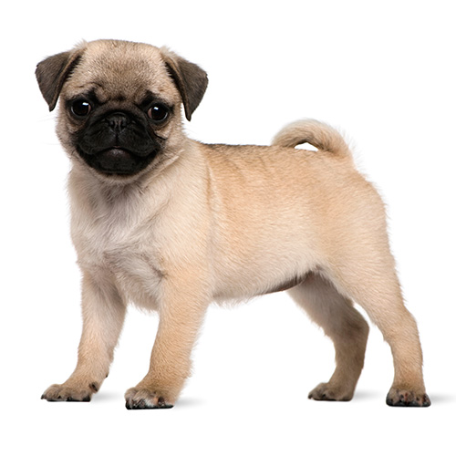 Pug weight and height for months - puppies photo
