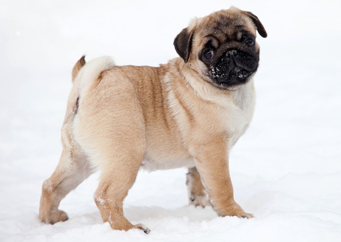 Pug weight and height for months - puppies photo