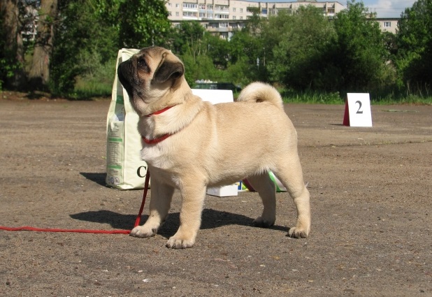 Pug weight and height for months - puppies photo