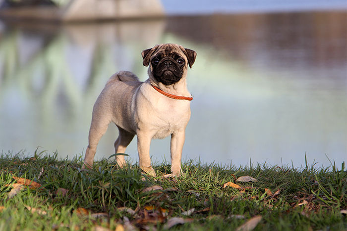 Pug weight and height for months - puppies photo