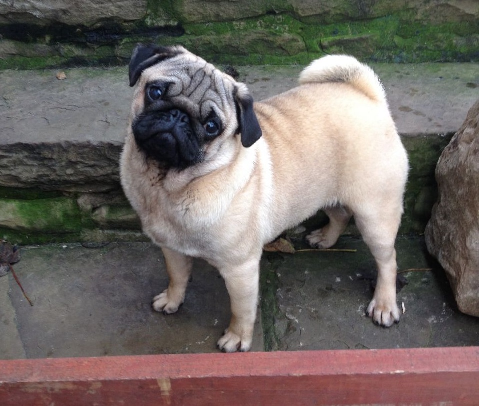 Pug weight and height for months - puppies photo