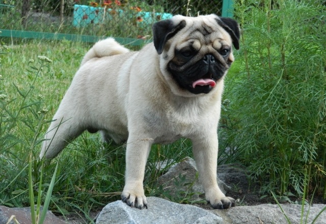 Pug weight and height for months - puppies photo