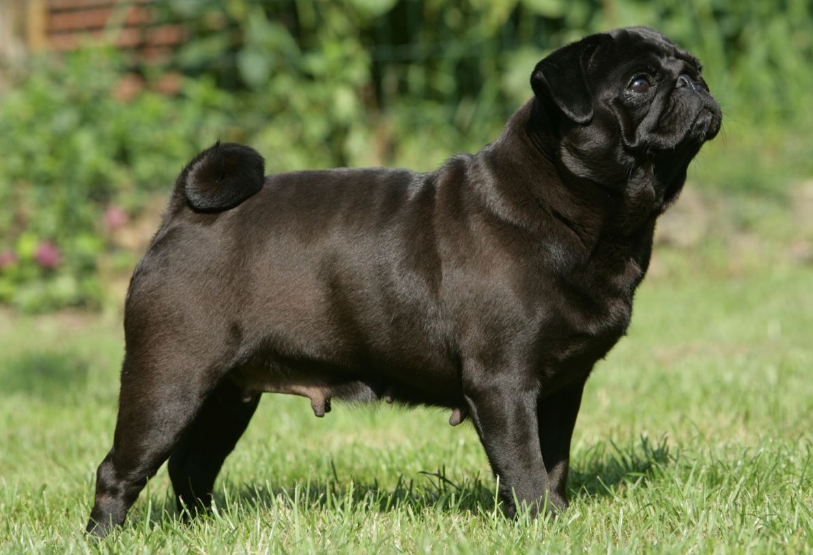 Pug weight and height for months - puppies photo