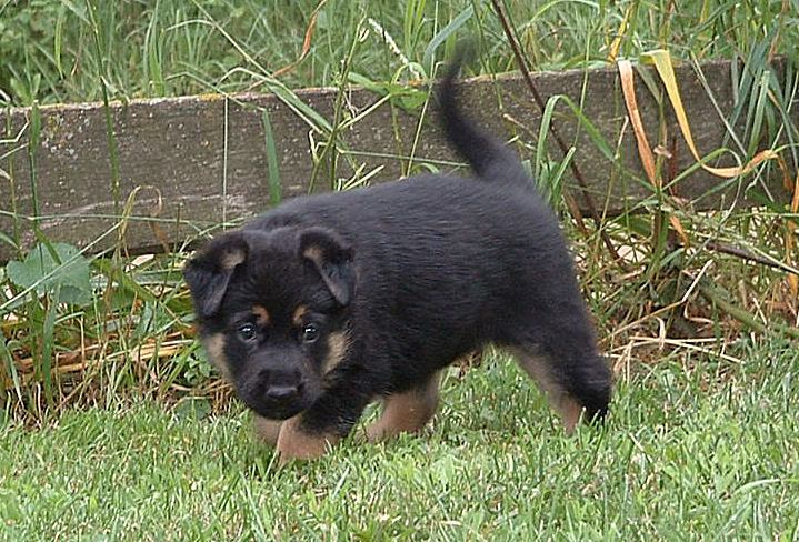Monthly German Shepherd Weight and Height - Photo and puppies video