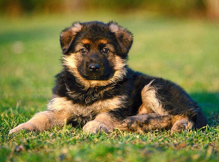 Monthly German Shepherd Weight and Height - Photo and puppies video