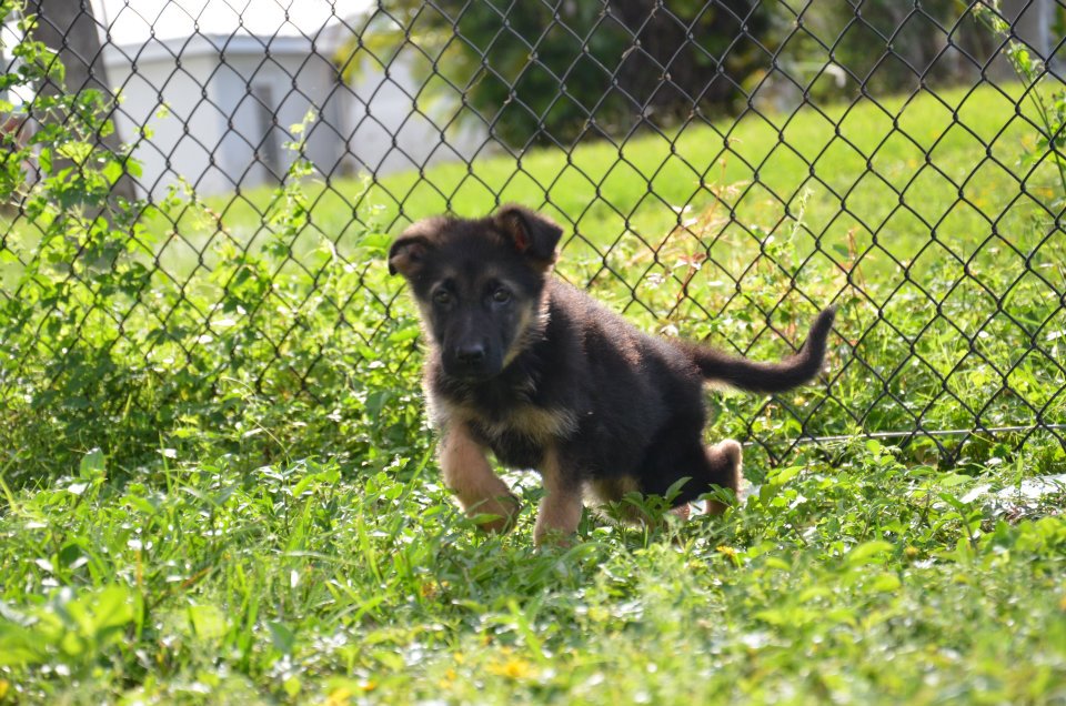 Monthly German Shepherd Weight and Height - Photo and puppies video