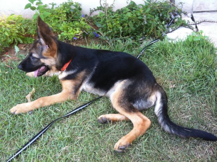 Monthly German Shepherd Weight and Height - Photo and puppies video