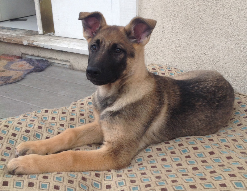 Monthly German Shepherd Weight and Height - Photo and puppies video