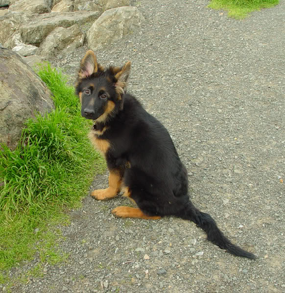 Monthly German Shepherd Weight and Height - Photo and puppies video