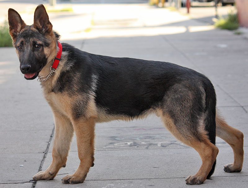 Monthly German Shepherd Weight and Height - Photo and puppies video