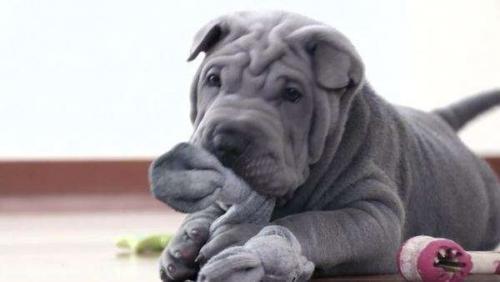 Sharpei weight and height for months