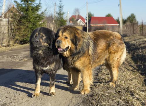 Weight and height of the Tibetan mastiff