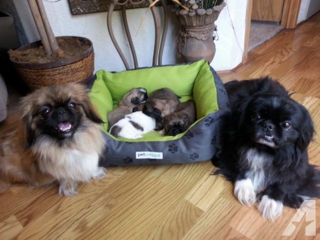 Pekingese puppy photo at 1 month