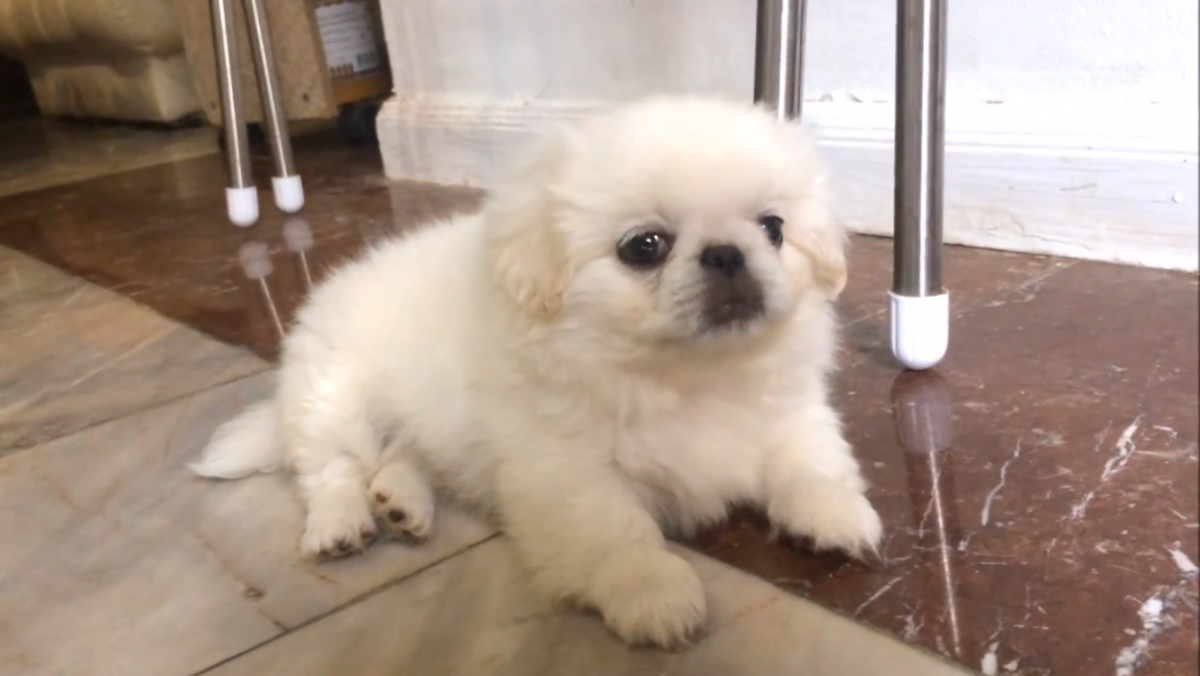 Photo of a Pekingese puppy at 2 months old