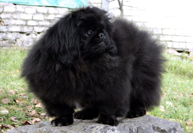 Photo of a Pekingese puppy at 4 months old