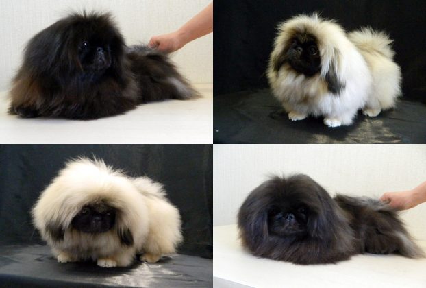 Photo of a Pekingese puppy at 5-6 months old