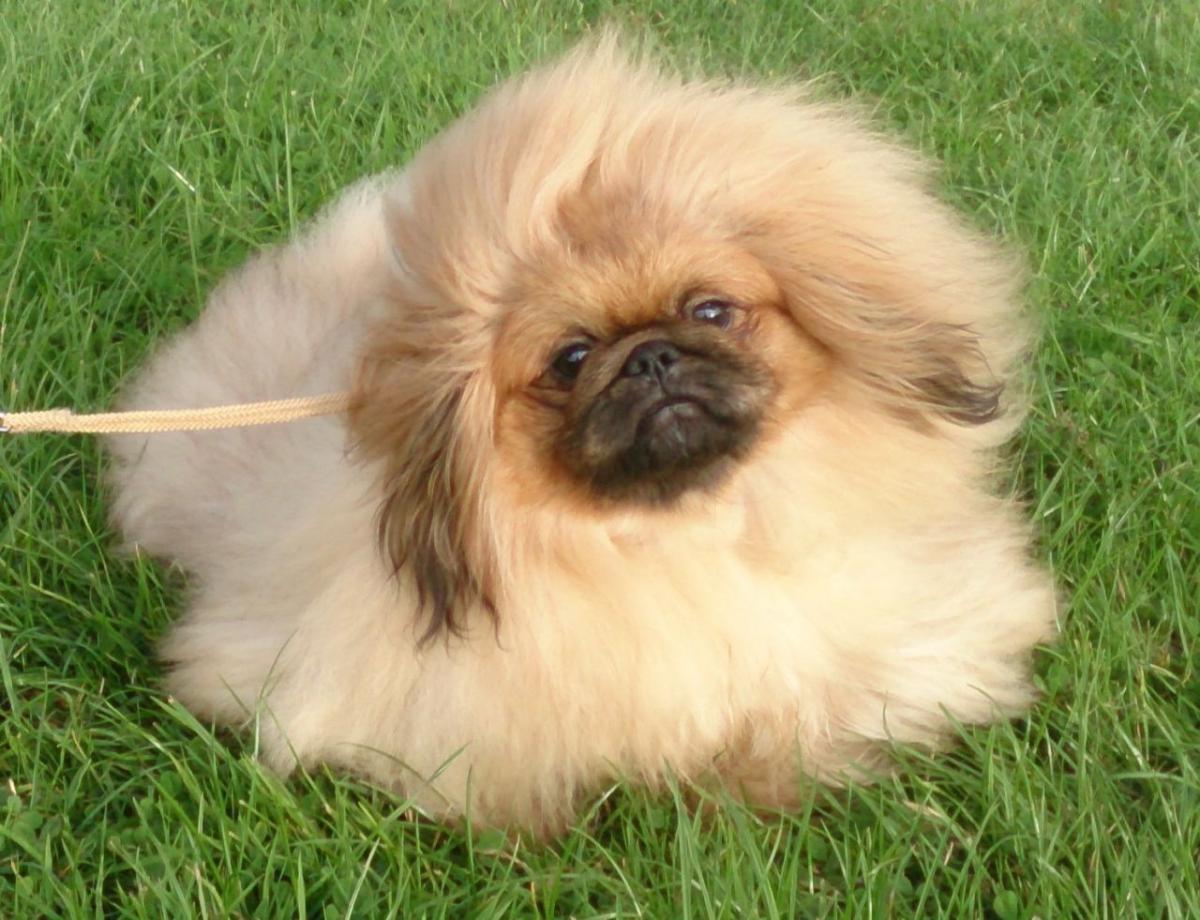 Photo of a Pekingese puppy at 7-8 months